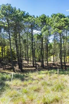 Wilderness landscape forest with pine trees. Vertical shot Stock Photos