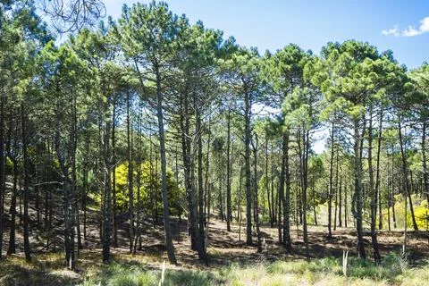 Wilderness landscape forest with pine trees. Foto stock