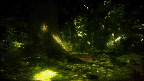 Wilderness landscape forest with trees and moss on rocks Stock Footage 169865290