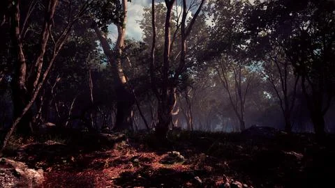 Wilderness landscape forest with trees and moss on rocks Stock Illustration
