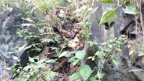 Wilderness with lush vegetation. Stock Footage 328634168