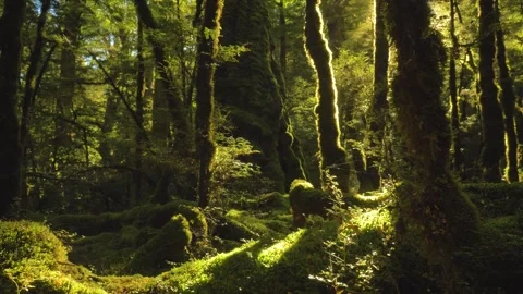 Wilderness natural ecosystem environment temperate forest New Zealand, Fiordland Stock Footage 240366835