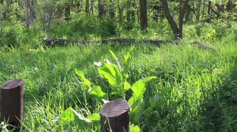 Wilderness Park 2 Stock Footage 10899128