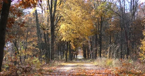 Wilderness Path in Autumn Video stock 69039958