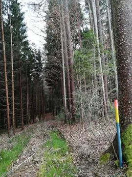 Wilderness path in forest Stock Photos