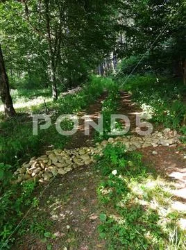 Wilderness path into the forest Stock Photos