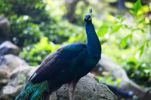 Wilderness peacock  Stock Photos