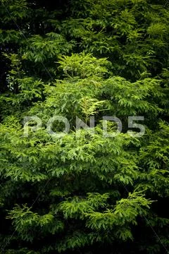Wilderness Stock Photos