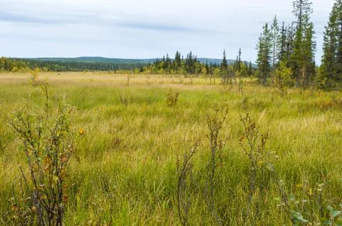 Wilderness Stockfoto's