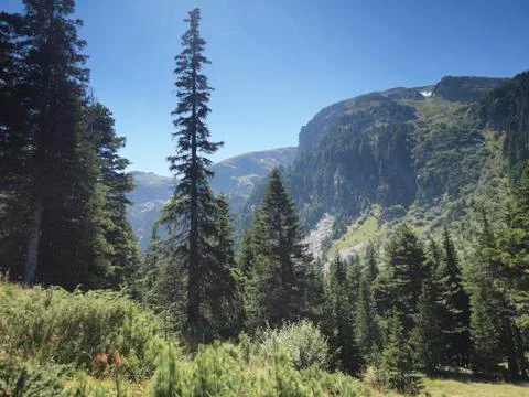 Wilderness Stock Photos