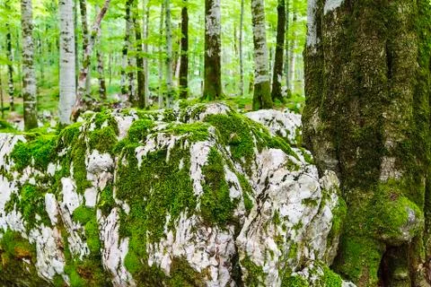 Wilderness. Stock Photos