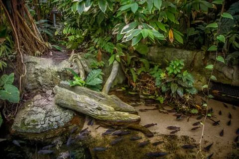 Wilderness Stock Photos