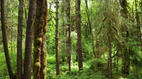 WIlderness Rainforest Washington State Drone Aerial View Stock Footage 165536836