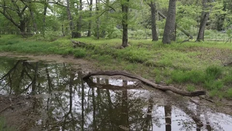 Wilderness, Riparian Zone Flood Plain River, Canada Stock Footage 337139616
