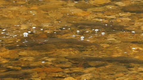 Wilderness River 1 库存影片 92097655