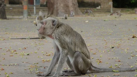 In the wilderness a small clean cynomolgus monkey with a hairy tail sitting and Stock Footage 262854222