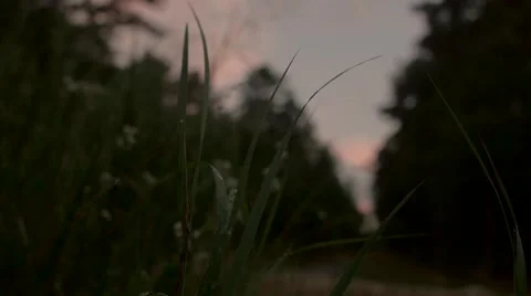 Wilderness Sunset (Rack Focus) Stock Footage