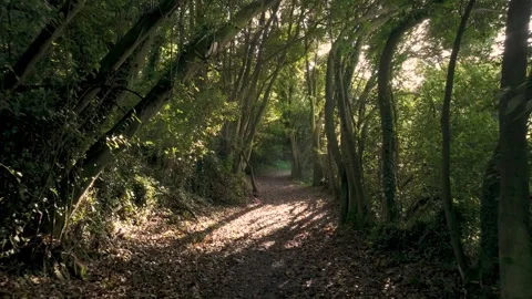 Wilderness Trail Through Mossy Trees At Sunrise. Dolly Shot Stock Footage 288192466