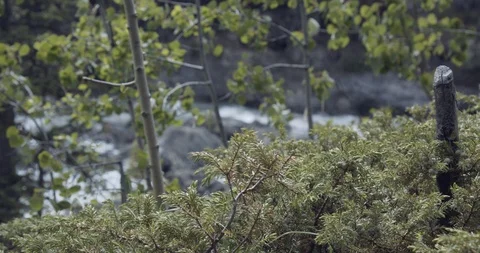 Wilderness view of juniper plants slowly panning to a river view Stock Footage 114580253