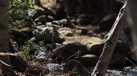 Wilderness with water stream_Graded 스톡 동영상 41511732