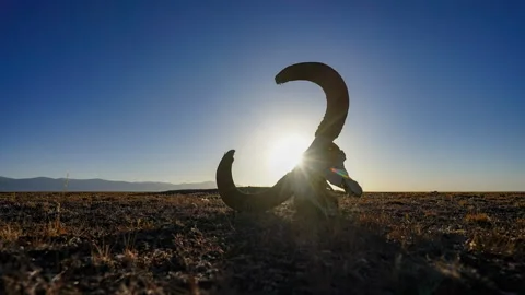 Wilderness Yak Skull Light Time-lapse Video Stock Footage 320756268
