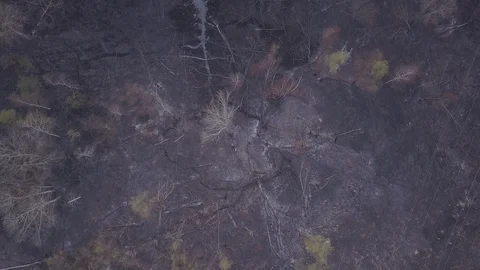 Wildfire 10 Video stock 128827742