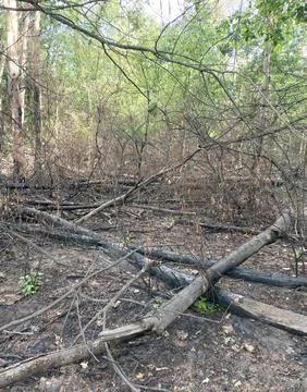Wildfire aftermath with burnt fallen trees and charred ground in forest Stock Photos