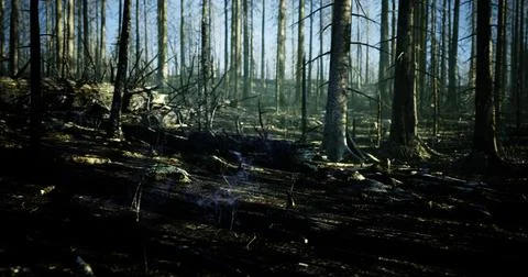 Wildfire aftermath in a charred forest with rising smoke and fallen trees Stock Illustration
