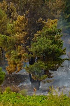 Wildfire aftermath with firefighter in scorched forest 写真素材