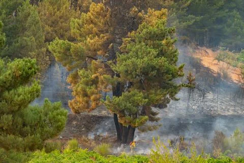 Wildfire aftermath with firefighter working on embers Stock Photos