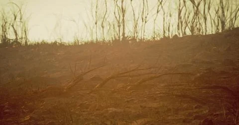 Wildfire aftermath shows charred landscape and destruction of nature Stock Illustration