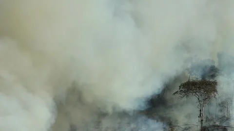 Wildfire in the Amazon Rainforest - aerial closeup view of smoke, flames Vídeos de archivo 248987521