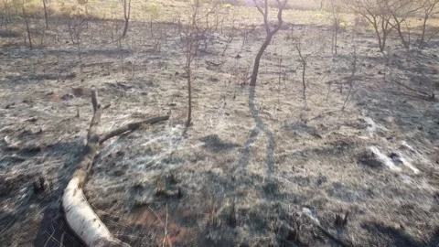 Wildfire Brasilia Stock Footage 160505047