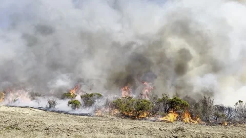 Wildfire in Brush and Grass Stock Footage 301656628