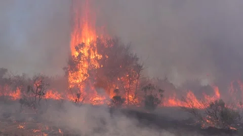 Wildfire in Brush and Grass Stock Footage 301656792
