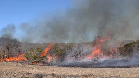 Wildfire in Brush and Grass Stock Footage 301656800