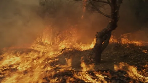 Wildfire burning dry grass and trees Vídeos de archivo 332961794