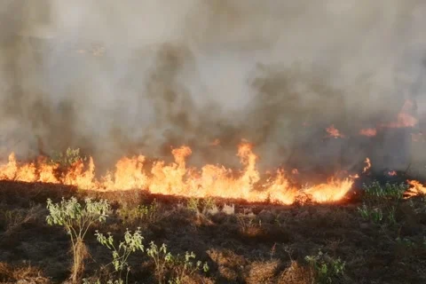 Wildfire Burning Dry Grassland - Intense Wild Grass Fire With Thick Smoke Video stock 343792964