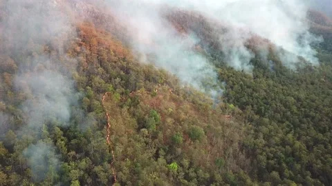 WildFire Burning Forest Aerial View Above Stock Footage 136898347