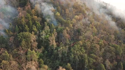 WildFire Burning Forest Aerial View Above (2shots) Stock Footage 136898366