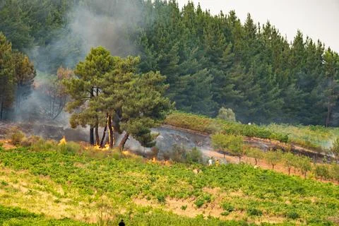 Wildfire burning forest and vineyard in spain Stock Photos