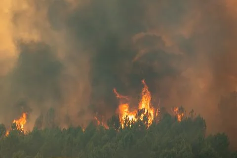 Wildfire burning forest creating heavy smoke in spain 写真素材