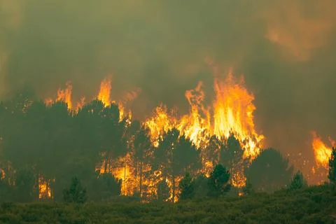 Wildfire burning forest creating smoke and destruction Stock Photos