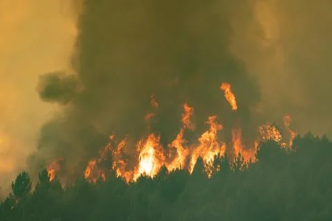 Wildfire burning forest, creating spreading smoke 写真素材
