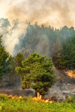 Wildfire burning forest landscape creating thick smoke Stock Photos