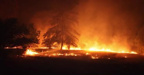 Wildfire burning forest at night creating ecological disaster Foto stock