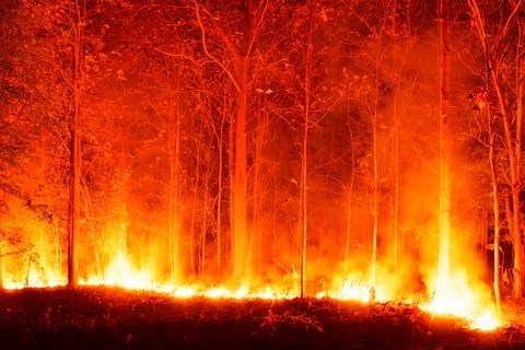 Wildfire burning forest. Stock-Fotos