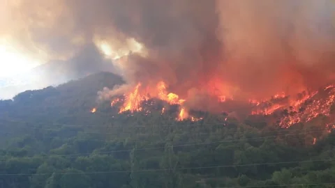 Wildfire burning forest sequence Stock Footage 133948403