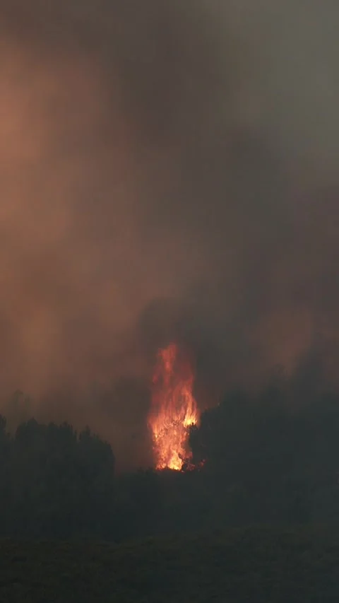 Wildfire burning forest with thick smoke Vidéo 340419306