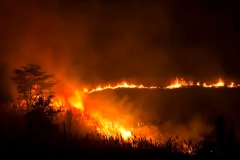 Wildfire Burning Grass and Trees 库存照片